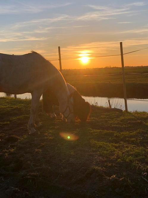 Verzorg paarden aangeboden/verzorgers gezocht, Dieren en Toebehoren, Paarden en Pony's | Verzorgingsproducten, Nieuw, Ophalen