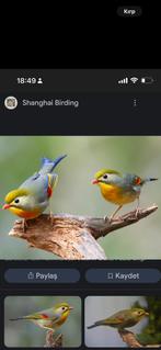 Japanse nachtegaal, Dieren en Toebehoren, Vogels | Overige Vogels, Vrouwelijk