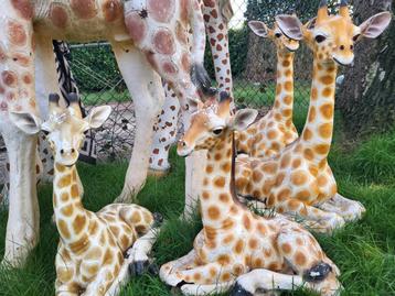 dieren giraffen beschikbaar voor biedingen
