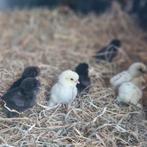 Kuikens kruising Cochin X USA Zijdehoen te koop, Dieren en Toebehoren, Pluimvee, Meerdere dieren, Kip