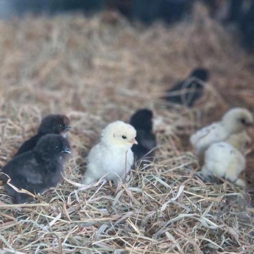 Kuikens kruising Cochin X USA Zijdehoen te koop, Dieren en Toebehoren, Pluimvee, Kip, Meerdere dieren