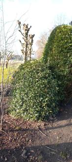 Schijnhulst, Tuin en Terras, Planten | Bomen, Ophalen, Volle zon, Overige soorten