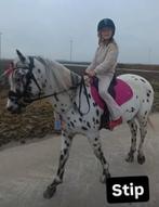 Unieke goude appaloosa kinder/marathon C pony, Dieren en Toebehoren, Pony's, Ruin, C pony (1.27m tot 1.37m), Gechipt, 3 tot 6 jaar