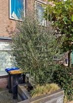 Olijfboom., Tuin en Terras, Planten | Bomen, Ophalen, Volle zon, Olijfboom, 100 tot 250 cm