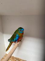 Turqusine parkiet, Dieren en Toebehoren, Mannelijk, Parkiet