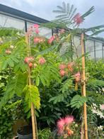 Top 5 Albizia elke 3e 50% korting, oa ombrella, hot chocolat, Ophalen, Bloeit niet, Overige soorten, Halfschaduw