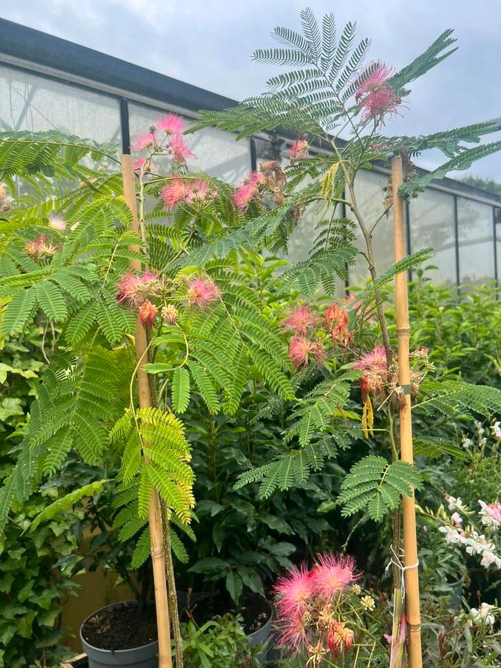 Top 5 Albizia elke 3e 50% korting, oa ombrella, hot chocolat, Tuin en Terras, Planten | Tuinplanten, Overige soorten, Halfschaduw
