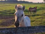 Mooie Fjord veulens & driejarige ruinen, Dieren en Toebehoren, Pony's, 3 tot 6 jaar, Onbeleerd, Meerdere dieren, Recreatiepony