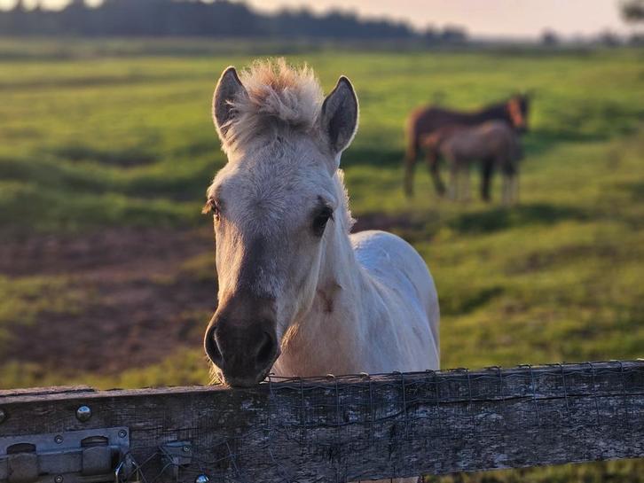 Mooie Fjord veulens & driejarige ruinen, Dieren en Toebehoren, Pony's, Meerdere dieren, Onbeleerd, D pony (1.37m tot 1.48m), Recreatiepony