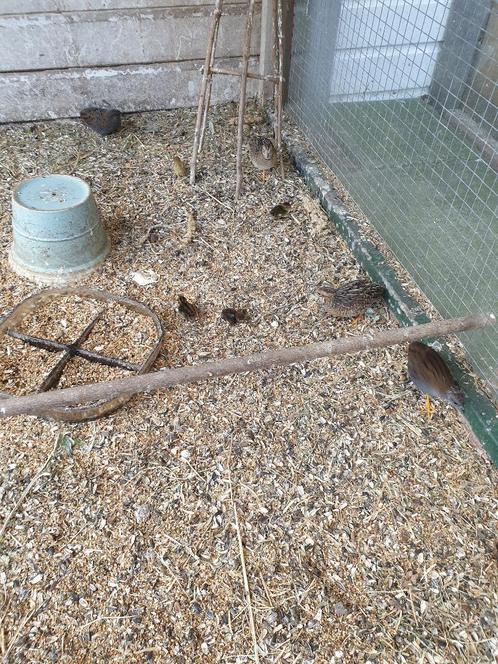 1 Jonge kwartel man te koop, geb.6-6-25 + meer jonge vogels., Dieren en Toebehoren, Vogels | Overige Vogels, Tropenvogel, Mannelijk