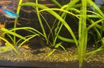 Black molly's, Dieren en Toebehoren, Vis, Zoetwatervis