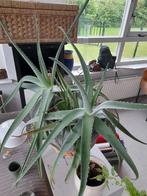 Prachtige grote Aloë Vera planten incl nieuwe scheuten, Ophalen, Zomer, Overige soorten, Volle zon