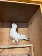 Roodbonte duif, Dieren en Toebehoren, Vogels | Duiven, Vrouwelijk, Kropper