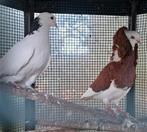 2 duiven ruilen zak gemengd konijnen voer., Dieren en Toebehoren, Vogels | Duiven, Overige soorten, Meerdere dieren