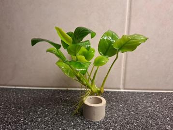 Anubias Aquariumplant A zoals op foto nu € 4,50 beschikbaar voor biedingen