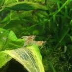 Heel veel doorzichtige garnalen aangeboden, Dieren en Toebehoren, Vissen | Aquariumvissen, Kreeft, Krab of Garnaal