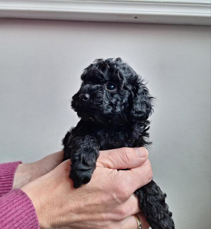 Toypoedel, Dieren en Toebehoren, Honden | Chihuahua's en Gezelschapshonden, Teef, Poedel, Particulier, Meerdere, Nederland, 8 tot 15 weken