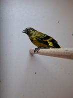 Zwartkopsijs, Dieren en Toebehoren, Mannelijk, Tropenvogel, Geringd