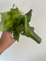 Monstera mint variegata large form, Overige soorten, Minder dan 100 cm, Ophalen of Verzenden, Halfschaduw