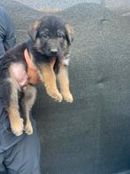 Laatste Duitse herder pups, België, Particulier, Reu, CDV (hondenziekte)