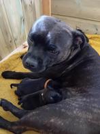 Engelse stafford pups met stamboom, Bull Terriër, 8 tot 15 weken, Meerdere, Meerdere dieren
