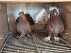 Te koop koppel indiaanse pauwstaarten, Dieren en Toebehoren, Vogels | Duiven, Meerdere dieren, Overige soorten