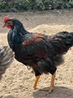 Barnevelder haan, Dieren en Toebehoren, Pluimvee, Mannelijk, Kip