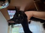 Nog 1 heel mooi Black Smoke Maine Coon poesje, Poes, Langharig, 0 tot 2 jaar