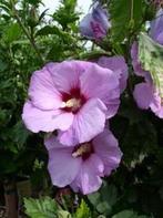 Hibiscus, met eetbare bloemen, Ophalen of Verzenden, Zomer, Overige soorten, Volle zon