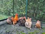Fantastische toom Cochins 1 haan & liefst 7 hennen. Ook los!, Dieren en Toebehoren, Pluimvee, Meerdere dieren, Kip