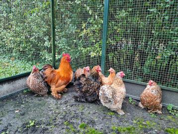 Fantastische toom Cochins 1 haan & liefst 7 hennen. Ook los! beschikbaar voor biedingen
