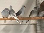 Diamantduif koppels split bont, Dieren en Toebehoren, Vogels | Duiven, Meerdere dieren, Overige soorten
