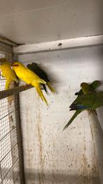 Kakariki, Dieren en Toebehoren, Meerdere dieren, Parkiet