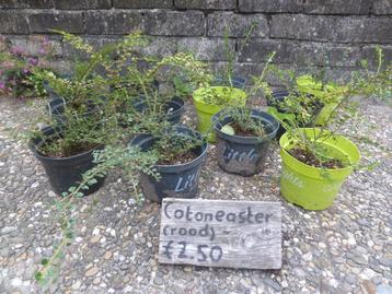 Cotoneaster struiken beschikbaar voor biedingen