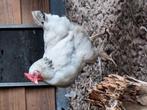 Leg hennen te koop., Dieren en Toebehoren, Vrouwelijk, Kip