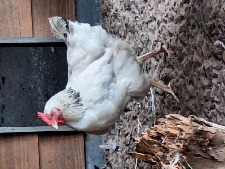 Leg hennen te koop., Dieren en Toebehoren, Pluimvee, Kip, Vrouwelijk