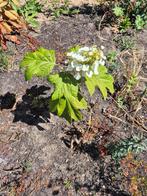 4 gratis Eikenbladhortensia's (Hydrangea quercifolia). , Tuin en Terras, Ophalen, Zomer, Overige soorten, Halfschaduw