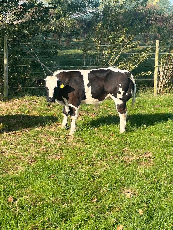 Zuivere dikbil stiertjes, Dieren en Toebehoren, Runderen, Mannelijk, 0 tot 2 jaar