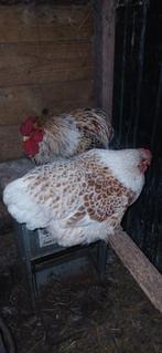 Wyandotte kip kriel haan + hen, Dieren en Toebehoren, Pluimvee, Meerdere dieren, Kip