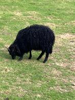 Racka ram 2025, Mannelijk, Schaap