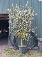 Sierappelboom, malus red sentinel, voorjaar bloem, Winter, In pot, Halfschaduw, Lente, 250 tot 400 cm