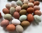 Broedeieren kleurleggers / silverudd / cream legbar / marans, Geslacht onbekend, Kip