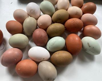 Broedeieren kleurleggers / silverudd / cream legbar / marans beschikbaar voor biedingen