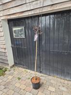 Roodbladerige kerspruim hoogstam boom, Lente, 100 tot 250 cm, Volle zon, In pot