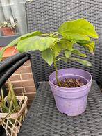 avocado plant, Ophalen