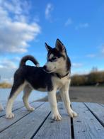 Husky pup reu 13 weken, Dieren en Toebehoren, Honden | Poolhonden, Keeshonden en Oertypen, Reu, CDV (hondenziekte), 8 tot 15 weken