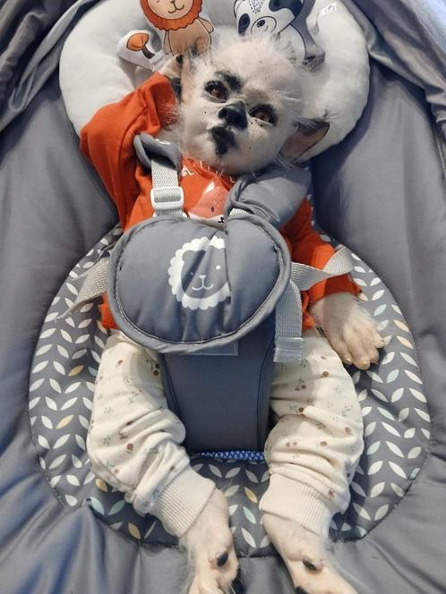 reborn wolfje, Verzamelen, Poppen, Zo goed als nieuw, Babypop, Levensecht of Reborn, Ophalen of Verzenden