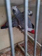 Mooi koppel grijze roodstaarten, Dieren en Toebehoren, Vogels | Parkieten en Papegaaien, Meerdere dieren, Papegaai