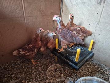 5 kuikens isa brown x new hampshire moeten weg.  beschikbaar voor biedingen