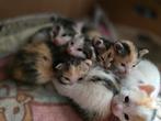 Prachtige lapjes kittens, Dieren en Toebehoren